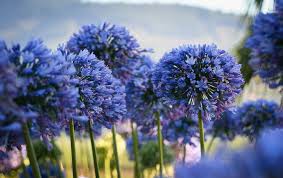 de afrikaanse..... Lelie